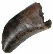 Tyrannosaur (Nanotyrannus) Tooth - Feeding Worn #62747-3